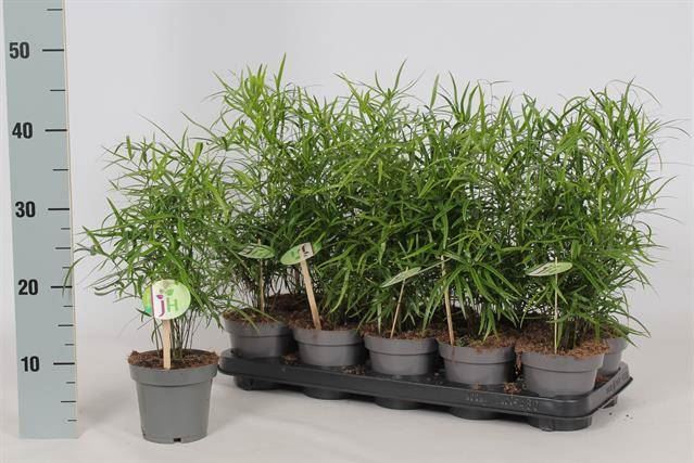 <h4>Asparagus falcatus</h4>
