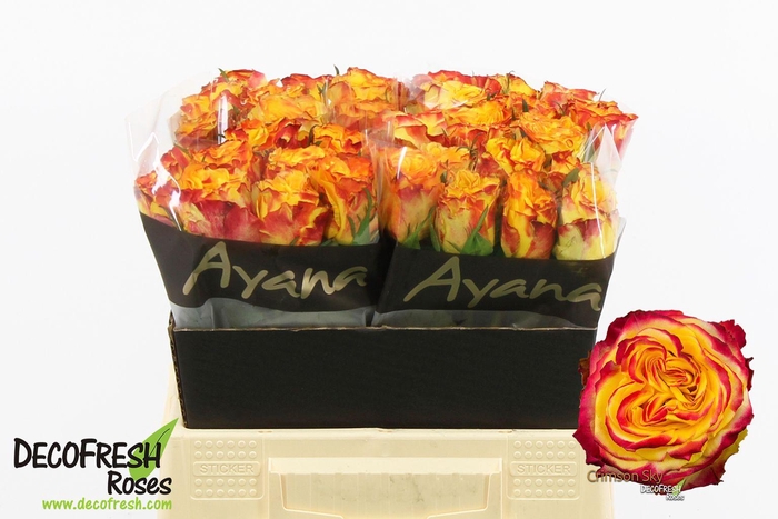 <h4>R Gr Crimson Sky</h4>