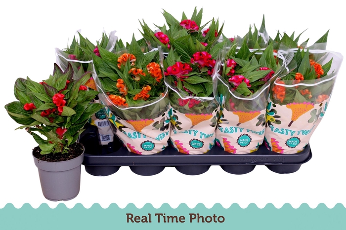 <h4>CEL CR TWIST GEM</h4>