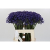 Agapanthus 'Buddy Blue'