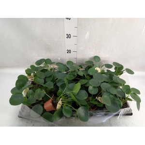 Pilea peperomoides