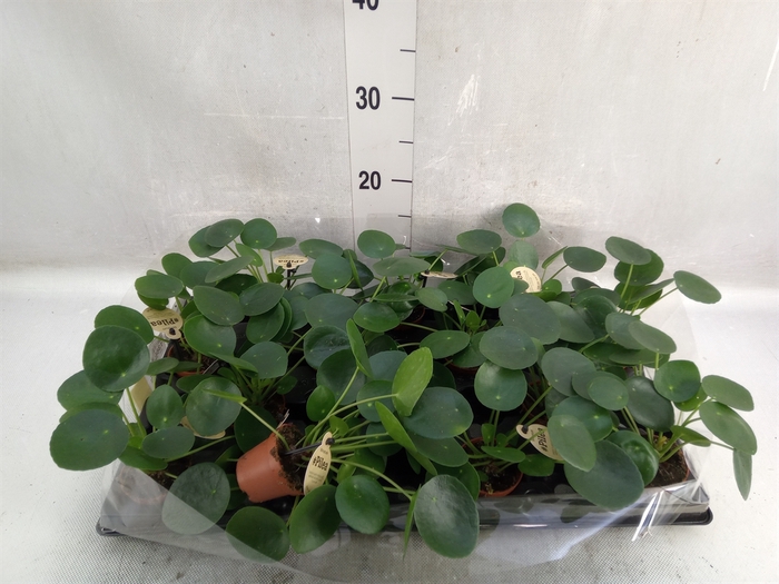 Pilea peperomoides