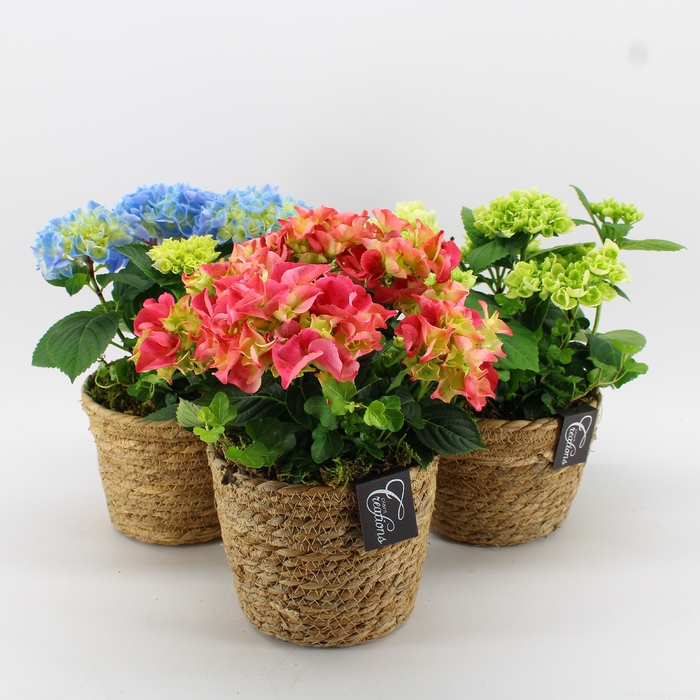 KHCR-2403M Hydrangea creatie