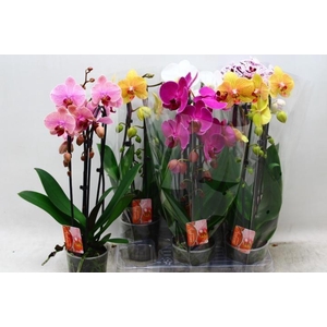 PHAL EL CASCADE