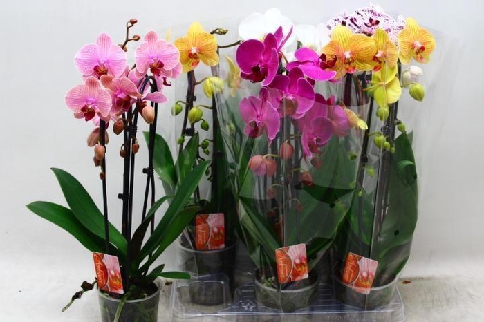 <h4>PHAL EL CASCADE</h4>