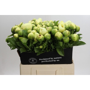 Paeonia Lemon Chiffon