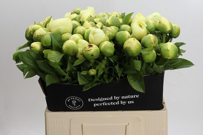 Paeonia Lemon Chiffon