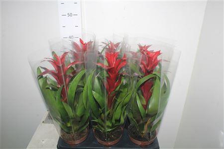 <h4>Guzm Nextara</h4>