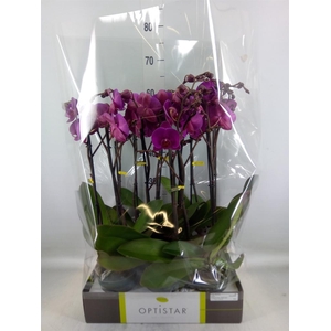 Phalaenopsis   ...lilac