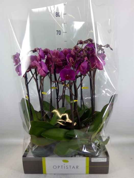 <h4>Phalaenopsis   ...lilac</h4>