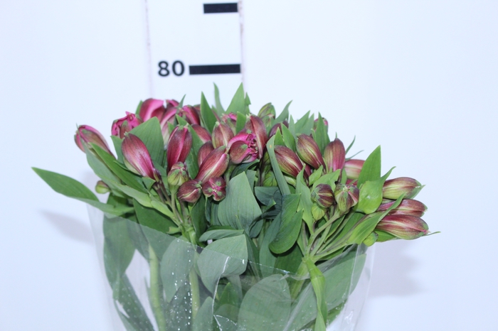ALSTROEMERIA JUMBO 080 CM ROSA