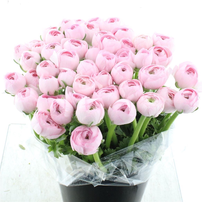 <h4>Ran Su Dream Extra (fr)</h4>