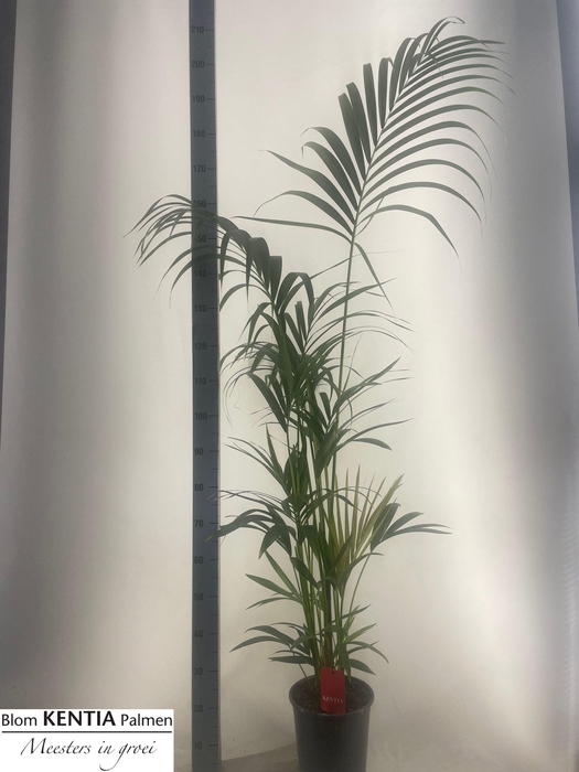 <h4>HOWEA FORSTERIANA</h4>