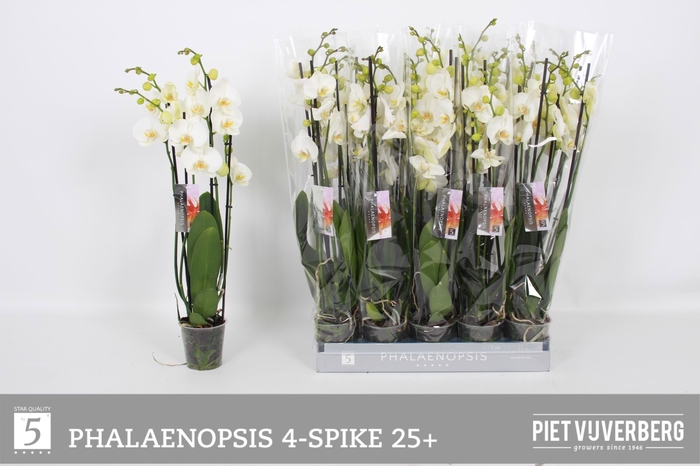 <h4>PHAL OV WIT</h4>