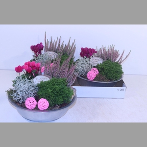 ARR TUINPLANTEN