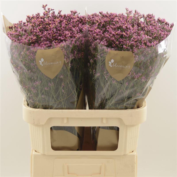 <h4>Limonium Sinense Tiffany Diamond | Heavy Quality</h4>