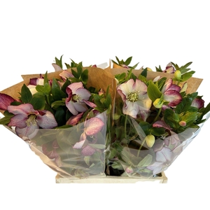 HELL OR QUEENS PICOT