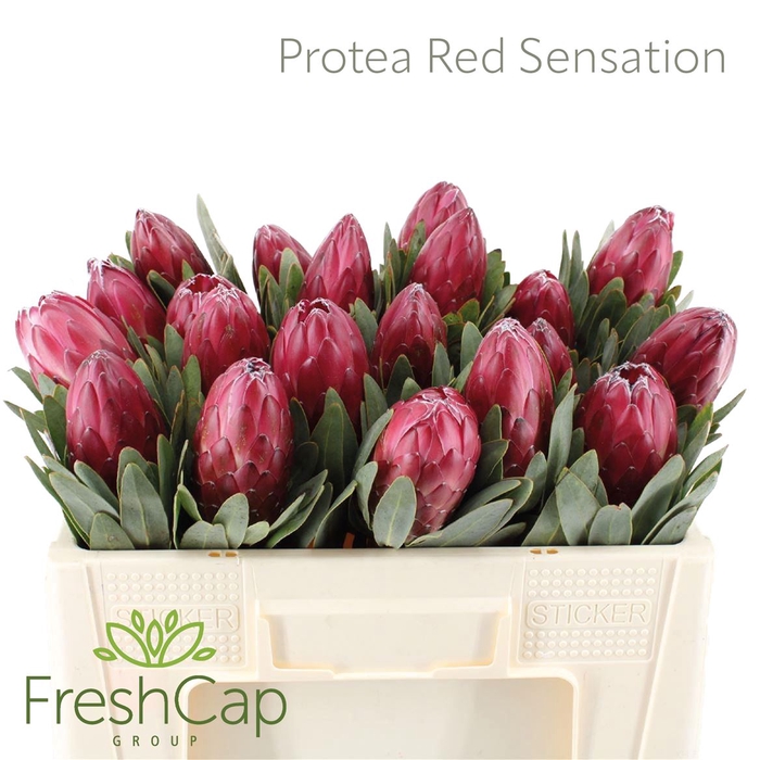 <h4>Protea Red Sensation</h4>