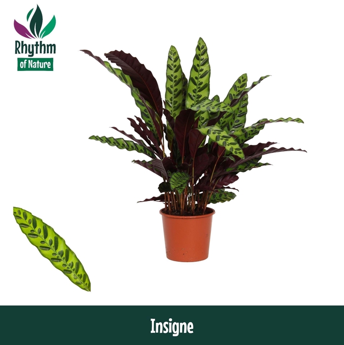 <h4>Calathea lancifolia</h4>