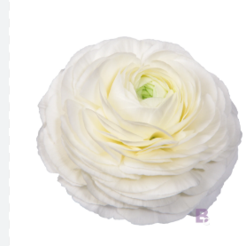 RANUNCULUS ELEGANCE BRANCO