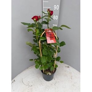 ROSA FL GRAND SELECT