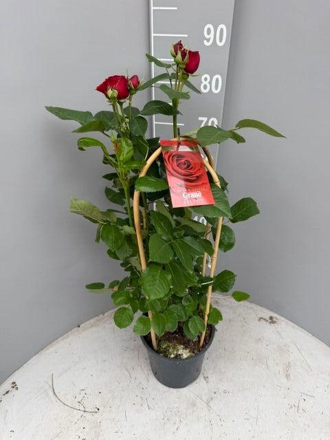<h4>ROSA FL GRAND SELECT</h4>