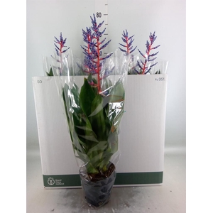 Aechmea  'Blue Rain'