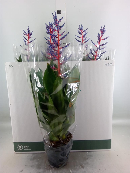 <h4>Aechmea  'Blue Rain'</h4>