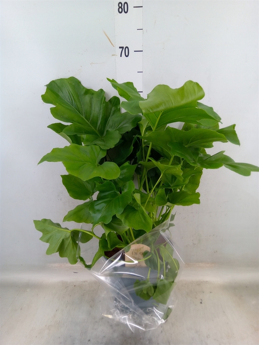 <h4>Philodendron   ...</h4>