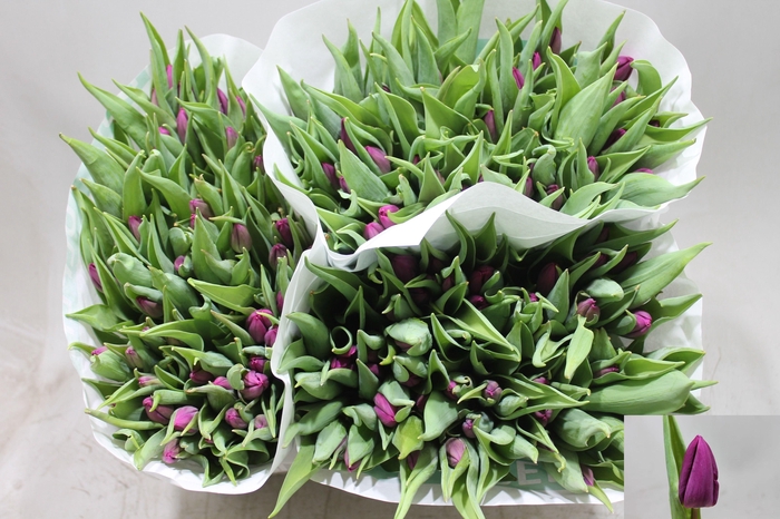 <h4>TU EN PURPLE PRINCE</h4>