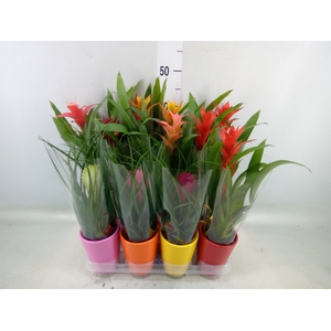 Bromelia   ...mix