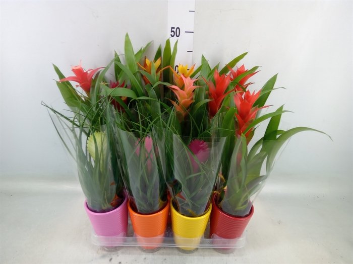 <h4>Bromelia   ...mix</h4>