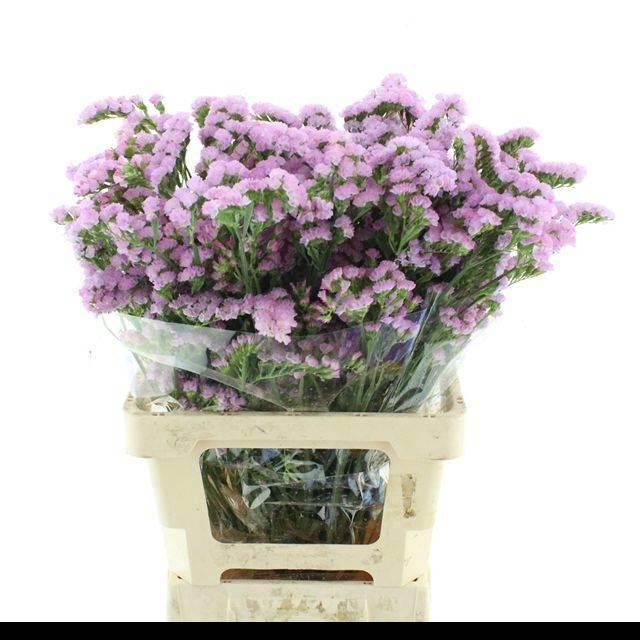 <h4>LIM S TICO PINK</h4>