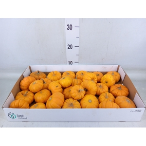 Cucurbita pepo 'Jack be Little'