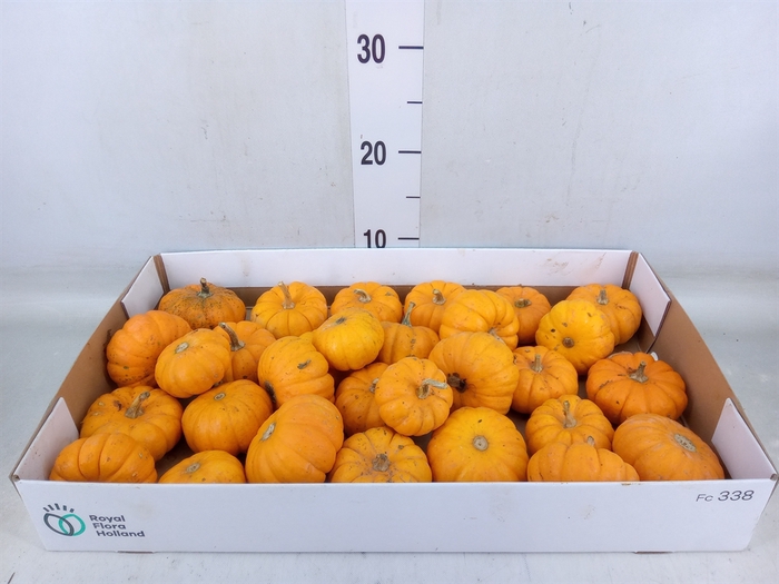 <h4>Cucurbita pepo 'Jack be Little'</h4>
