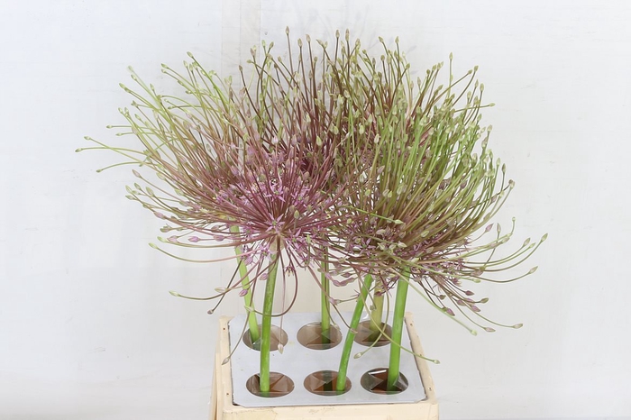 <h4>Allium Schubertii</h4>