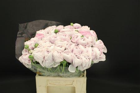 <h4>Cloni Extra Nebbia</h4>