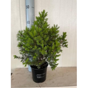 picea glauca conica