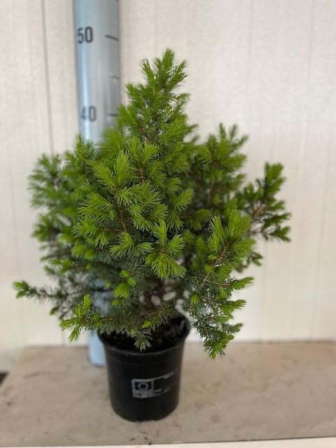 <h4>picea glauca conica</h4>