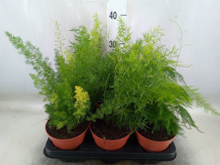 <h4>Asparagus   ...mix 3</h4>
