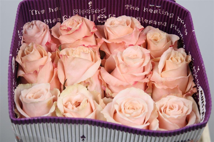 <h4>R Gr Shimmer Ec</h4>