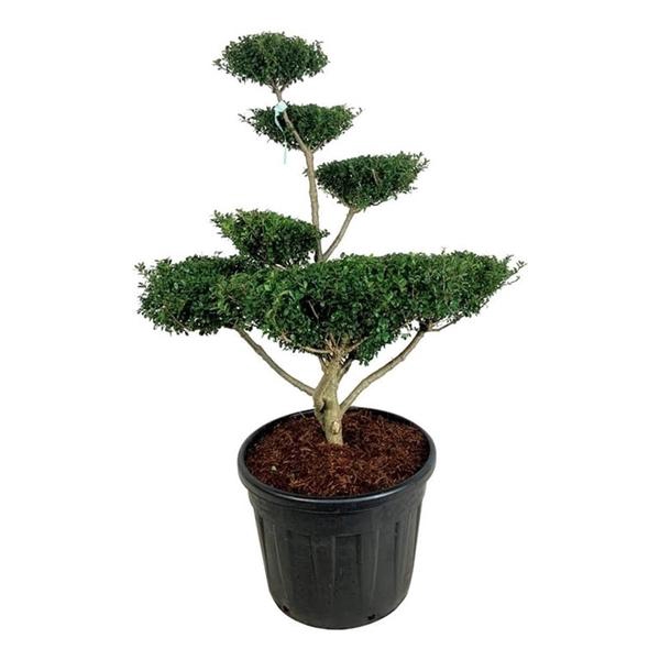 <h4>Ilex crenata 'Green Lustre'</h4>