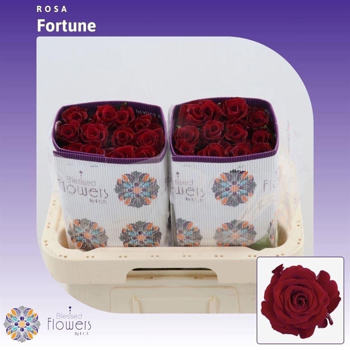 <h4>Rosa a grande fleur Fortune</h4>