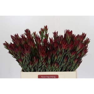 Leucadendron Blush Spray