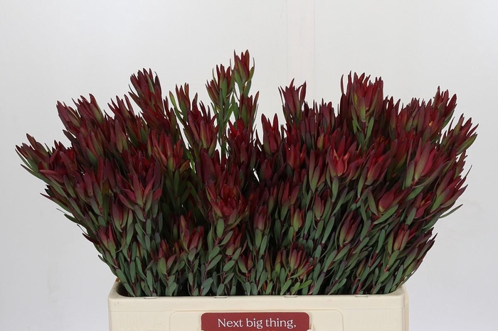 <h4>Leucadendron Blush Spray</h4>