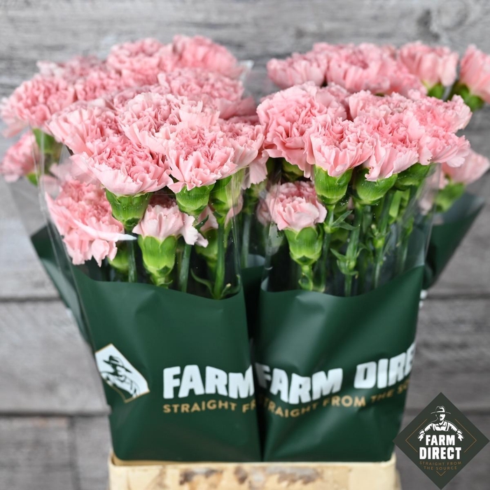 <h4>DI ST SARAH PINK</h4>
