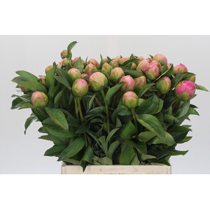 Paeonia Jacorma