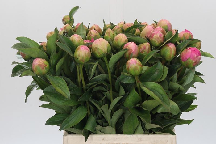 <h4>Paeonia Jacorma</h4>
