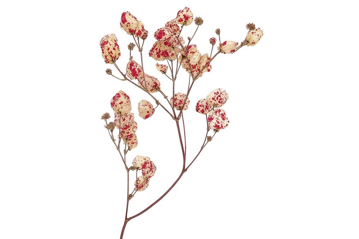 <h4>Dried Artz Bougainvillea Rafael Bunch</h4>
