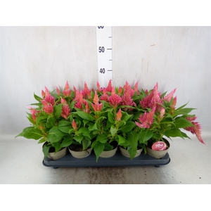 Celosia arg. PL 'Flirt Salmon'